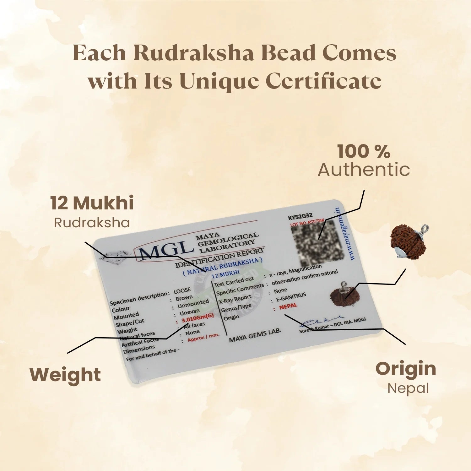Nepal Origin 12 Mukhi Rudraksha - 17mm to 22mm