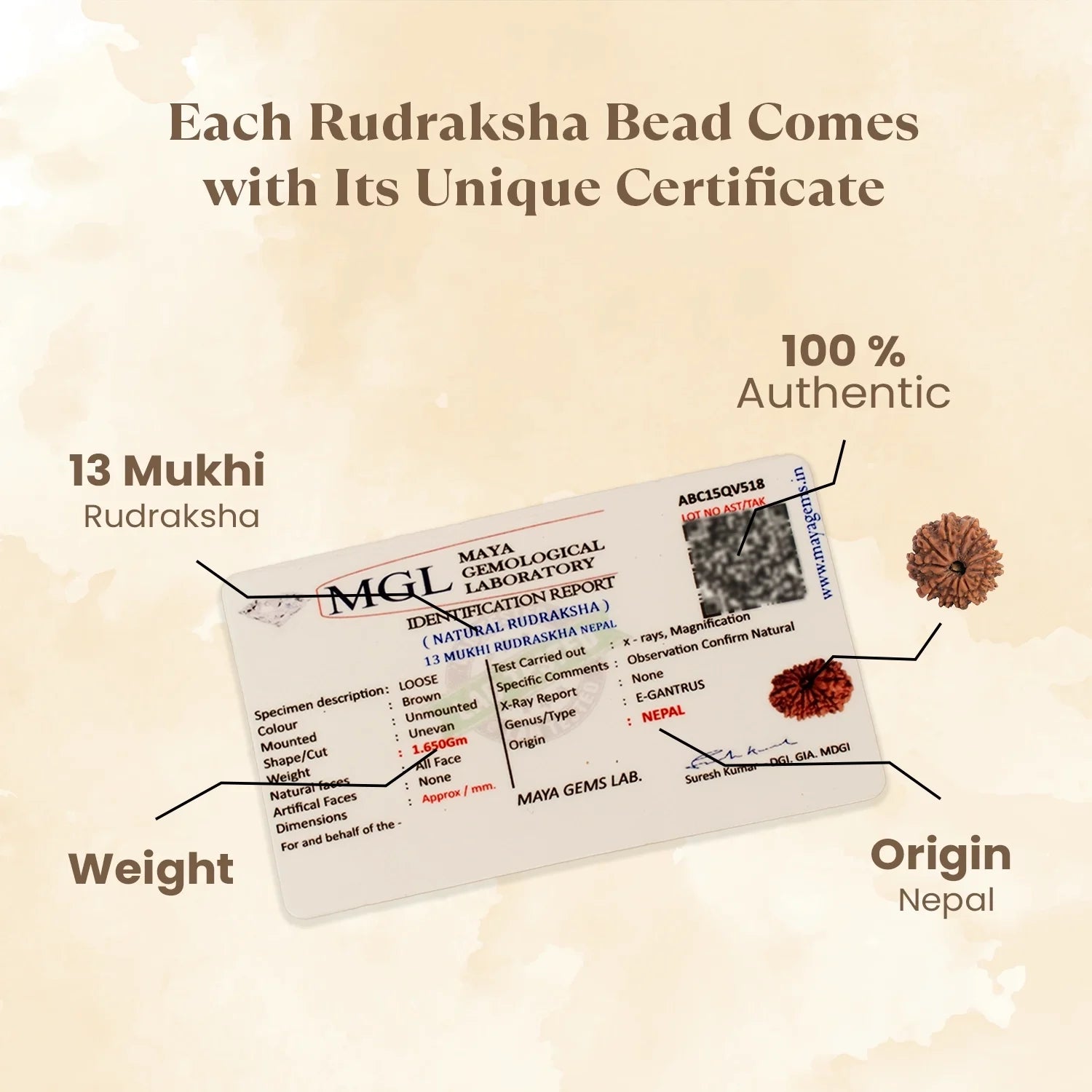 Nepal Origin 13 Mukhi Rudraksha -  17mm to 22mm