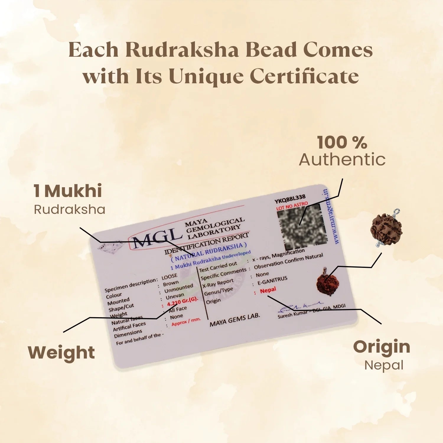 Nepal Origin 1 Mukhi Rudraksha - 17mm to 22mm