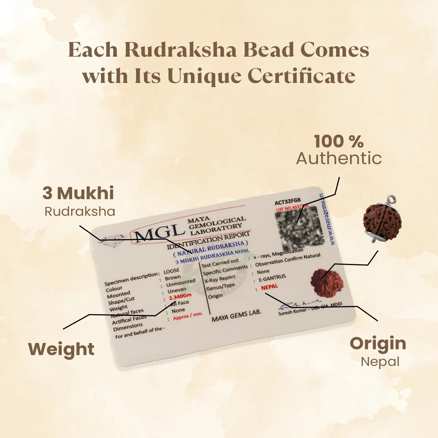 Nepal Origin 3 Mukhi Rudraksha - 17mm to 22mm