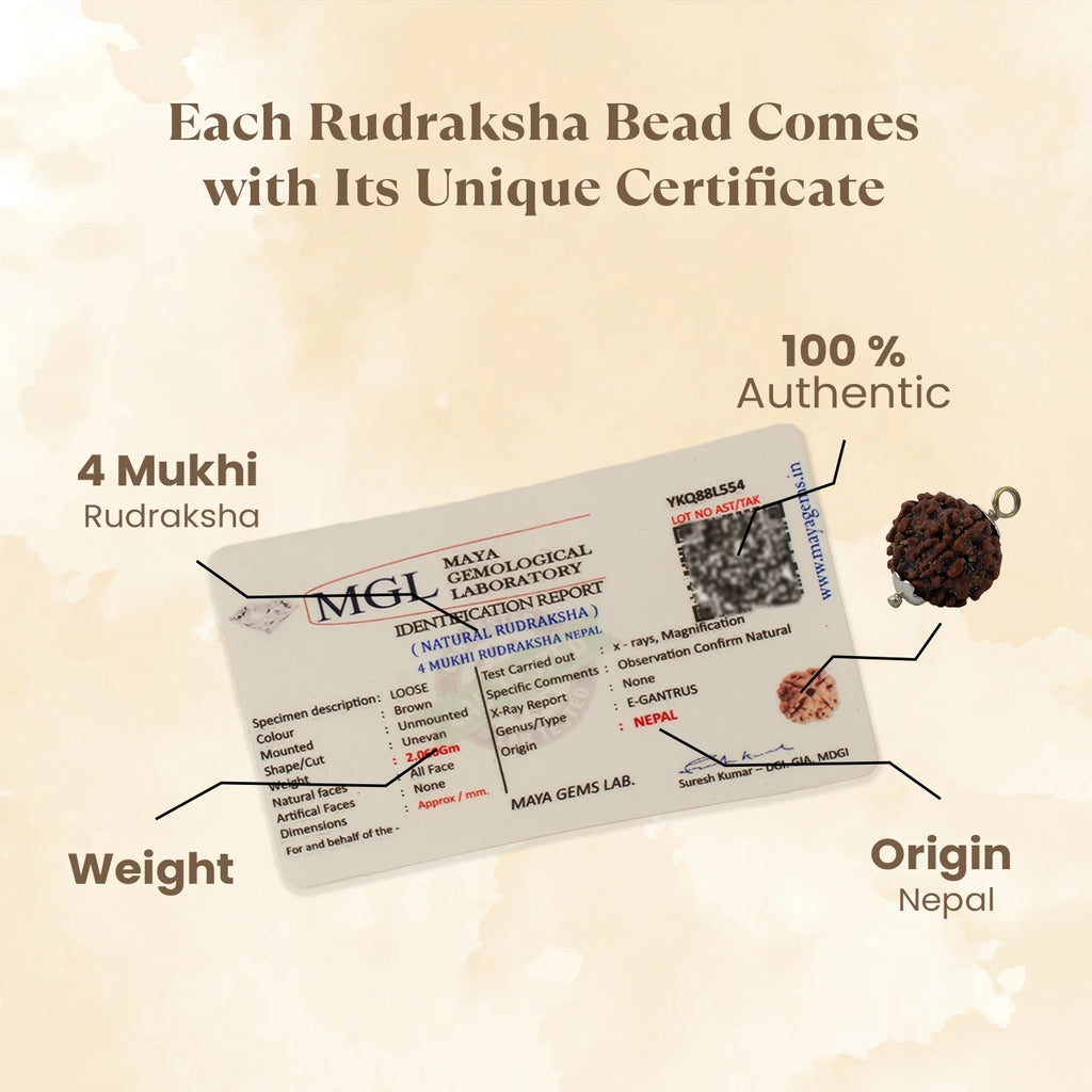Nepal Origin 4 Mukhi Rudraksha - 17mm to 22mm