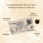 Nepal Origin 4 Mukhi Rudraksha - 17mm to 22mm