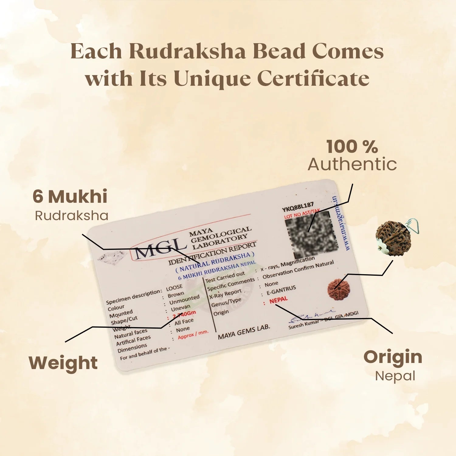 Nepal Origin 6 Mukhi Rudraksha - 17mm to 22mm