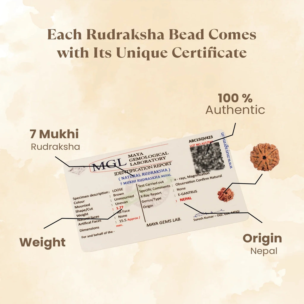 Nepal Origin 7 Mukhi Rudraksha - 17mm to 22mm