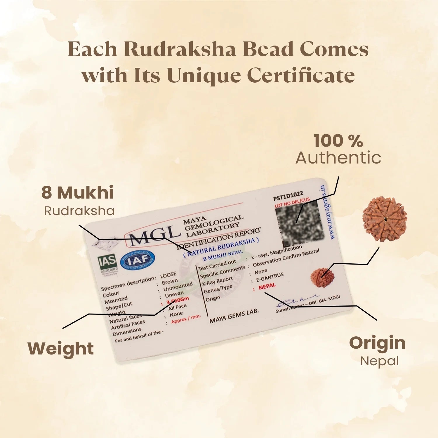 Nepal Origin 8 Mukhi Rudraksha - 17mm to 22mm