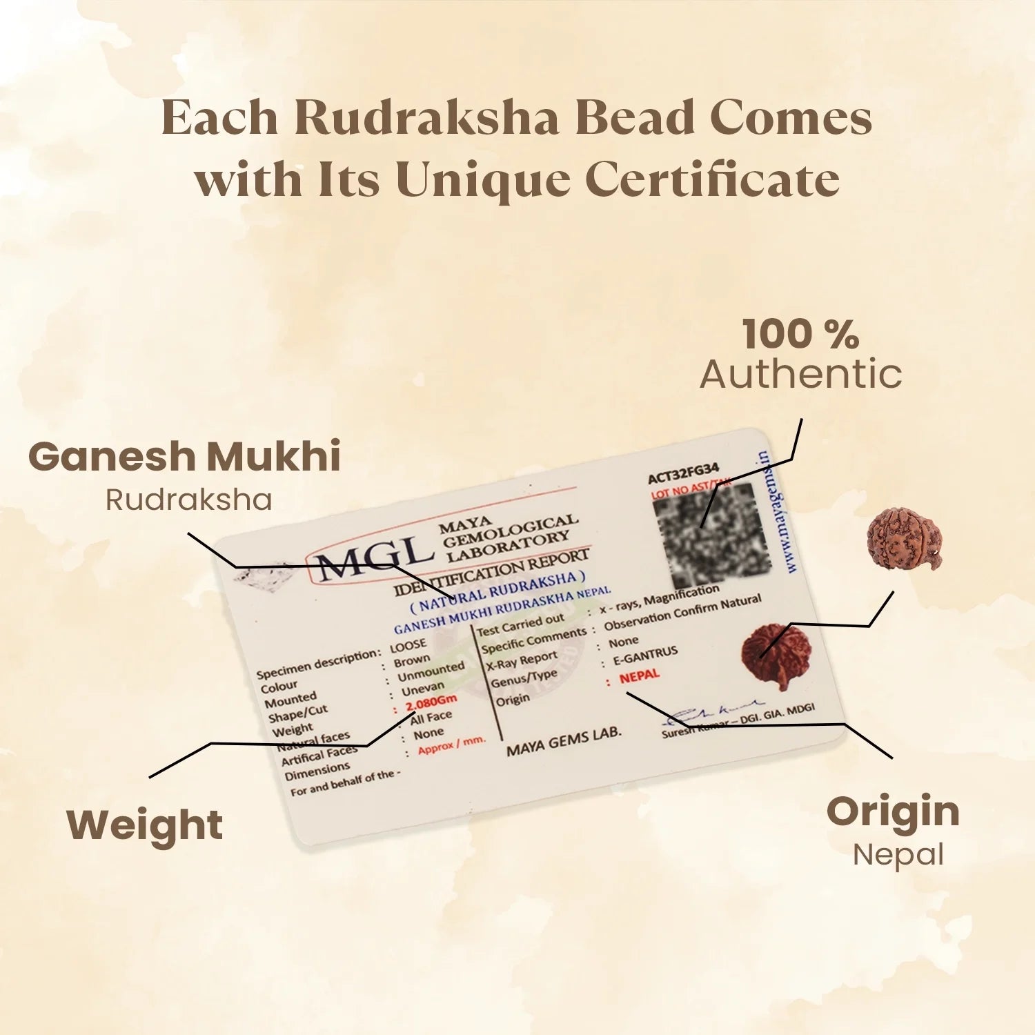 Nepal Origin Ganesh Mukhi Rudraksha - 17mm to 22mm