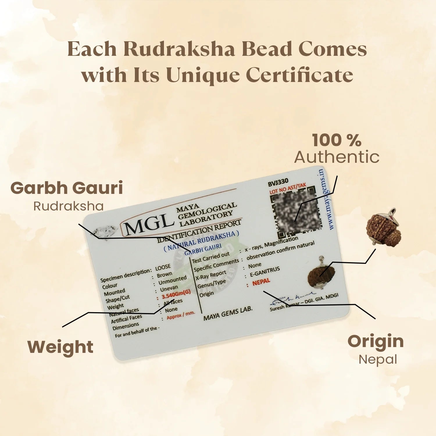 Nepal Origin Garbh Gauri Rudraksha -  17mm - 22mm
