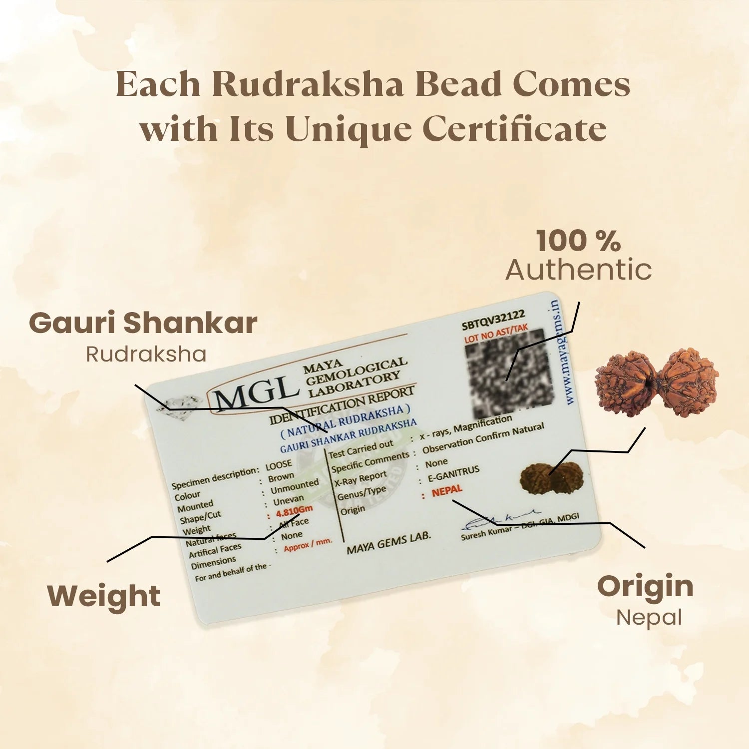 Nepal Origin Gauri Shankar Rudraksha - 17mm to 22mm