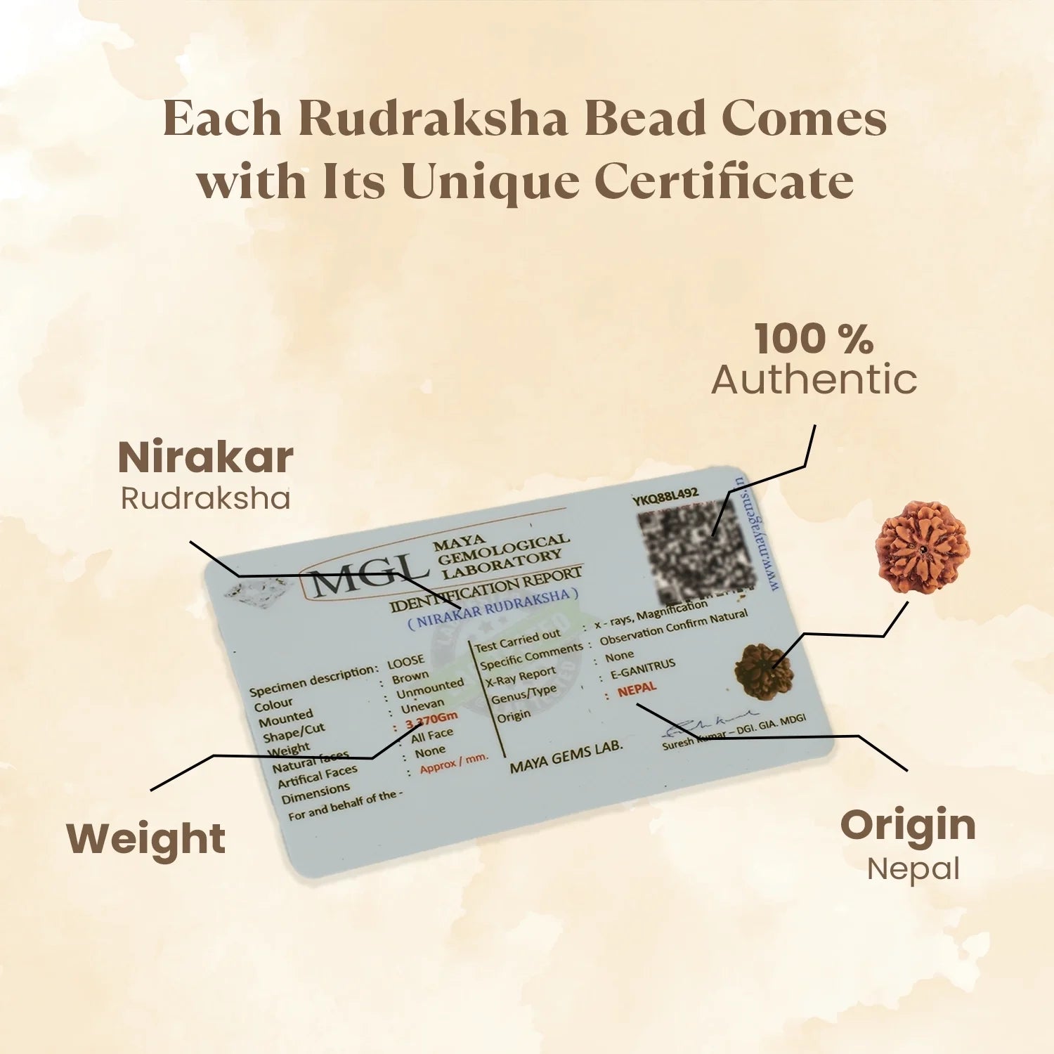 Nepal Origin Nirakar Rudraksha (0 Mukhi) -  17mm - 22mm